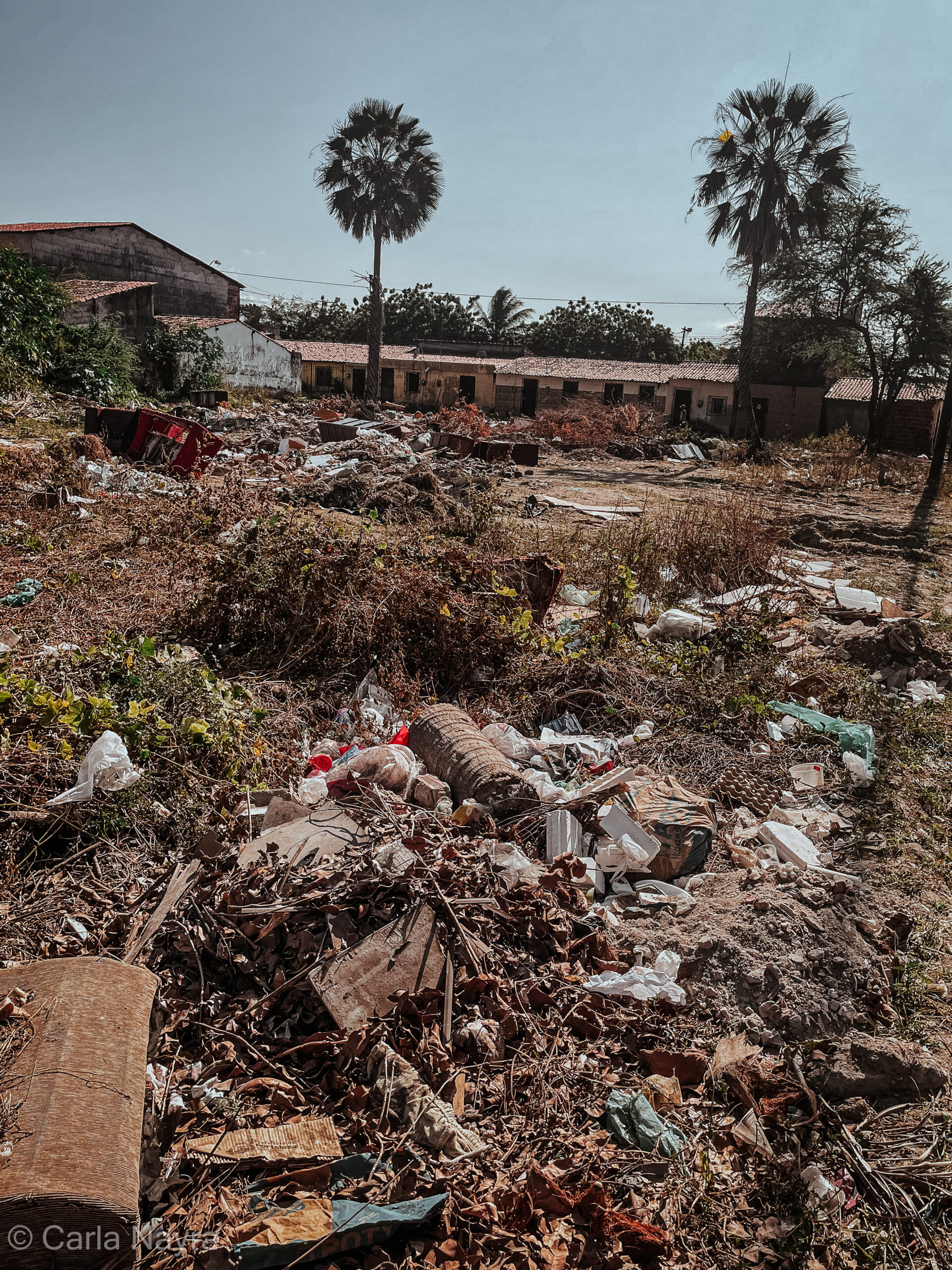 Foto das carnaúbas: Carla Nayra, 2025