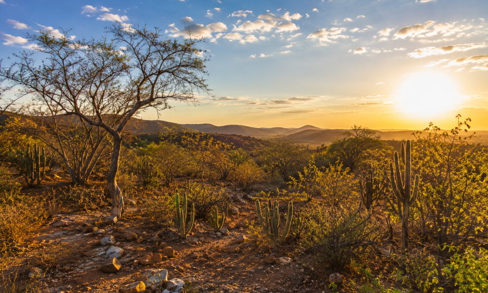caatinga