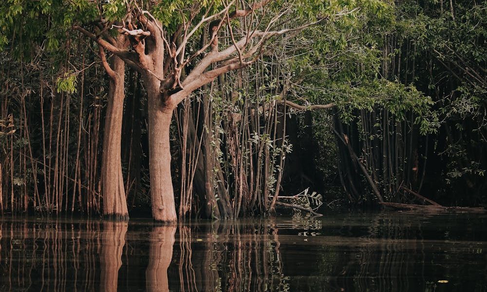 pexels-jeangc-28587130